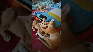 nhìn mặt rất dễ thương nha sen