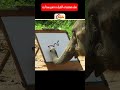 الفيل الفنان مش هتصدق هيعمل أيه الفيل الفنان مش هتصدق هيعمل أيه