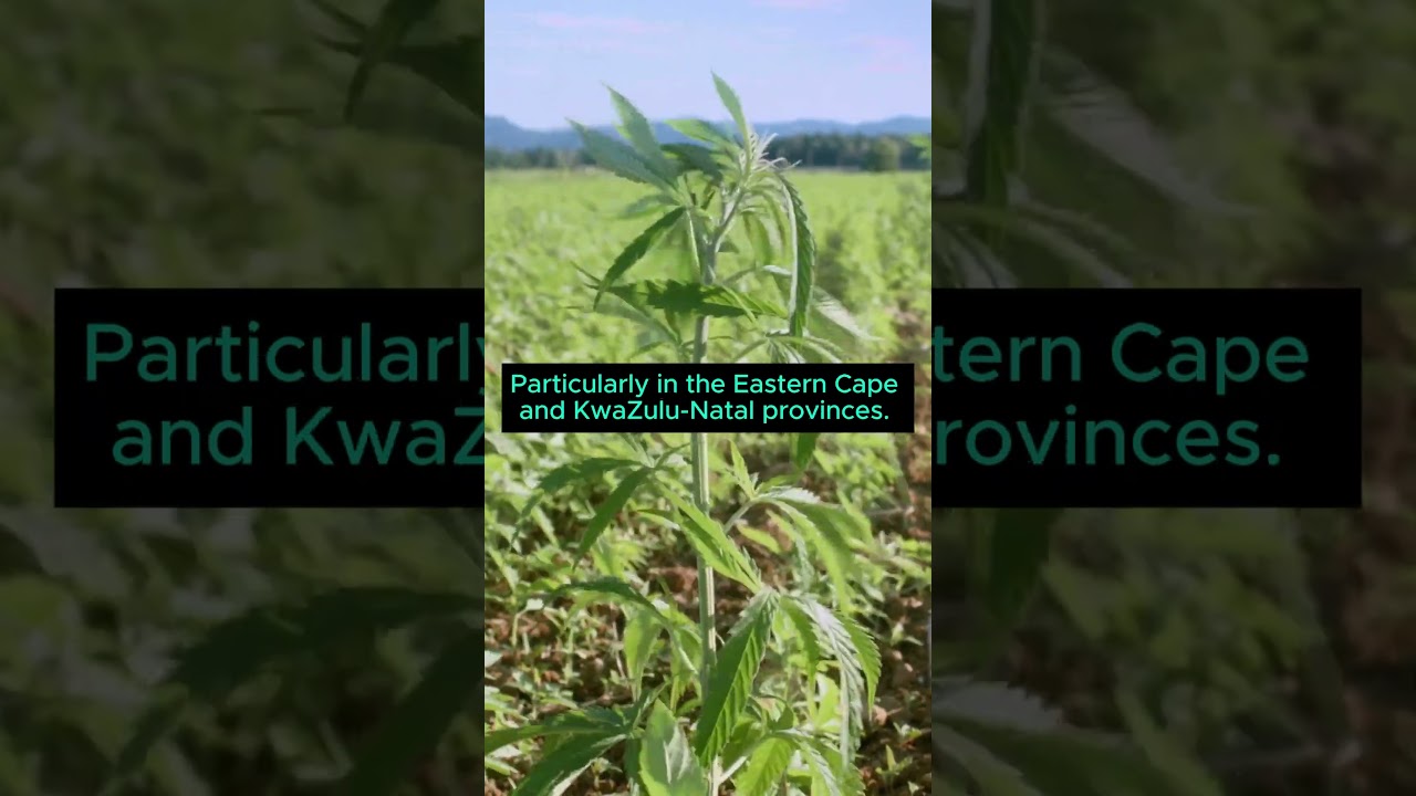 Did you know: South Africa is the perfect place to grow Cannabis 🌱💨