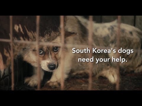 Dog Meat Trade in South Korea during 2018 Olympics