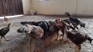 nyuam qaib phab mab IQ tab tom muaj 2 hlis ntau