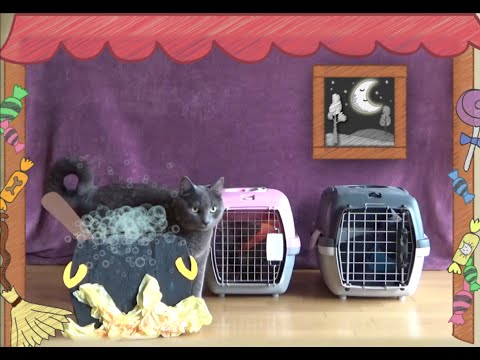 cat-tales---hansel-and-gretel-cats