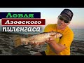Ловля пеленгаса в Азовском море