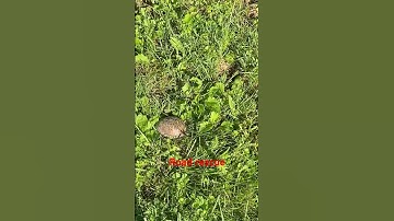 We rescue a box turtle from the road ! @dayhikingandherpingdudes