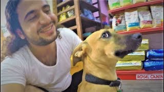 Most emotional DOG reunion EVER