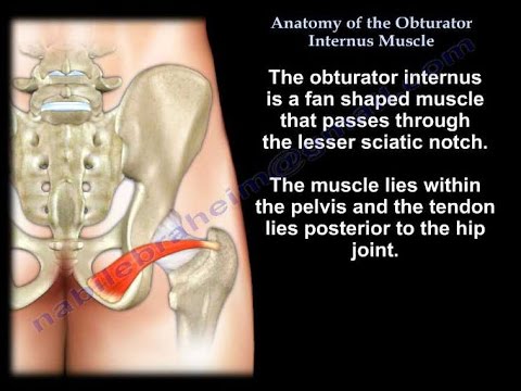 Anatomy Of The Obturator Internus Muscle - Everything You Need To Know
