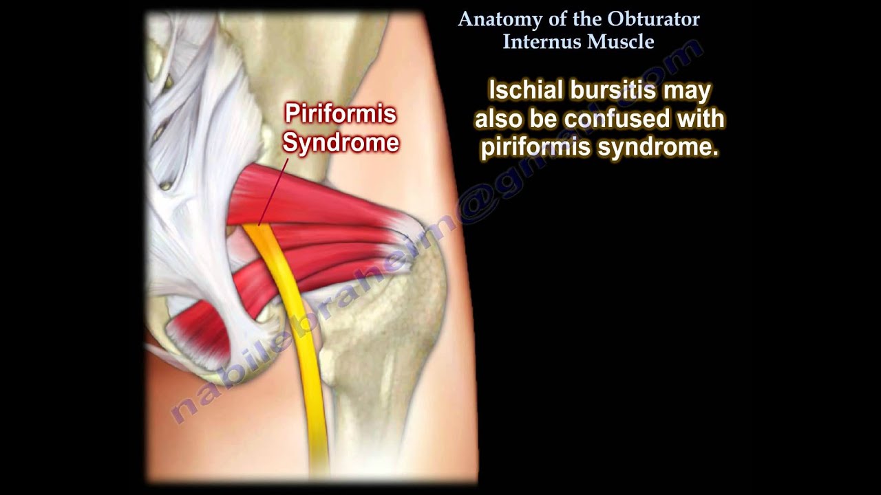 Anatomy Of The Obturator Internus Muscle - Everything You Need To Know