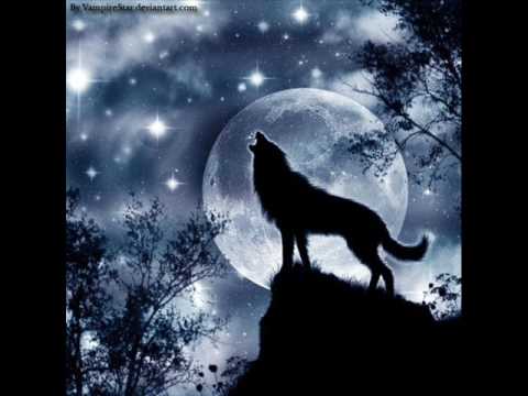 Wolf Like Dog