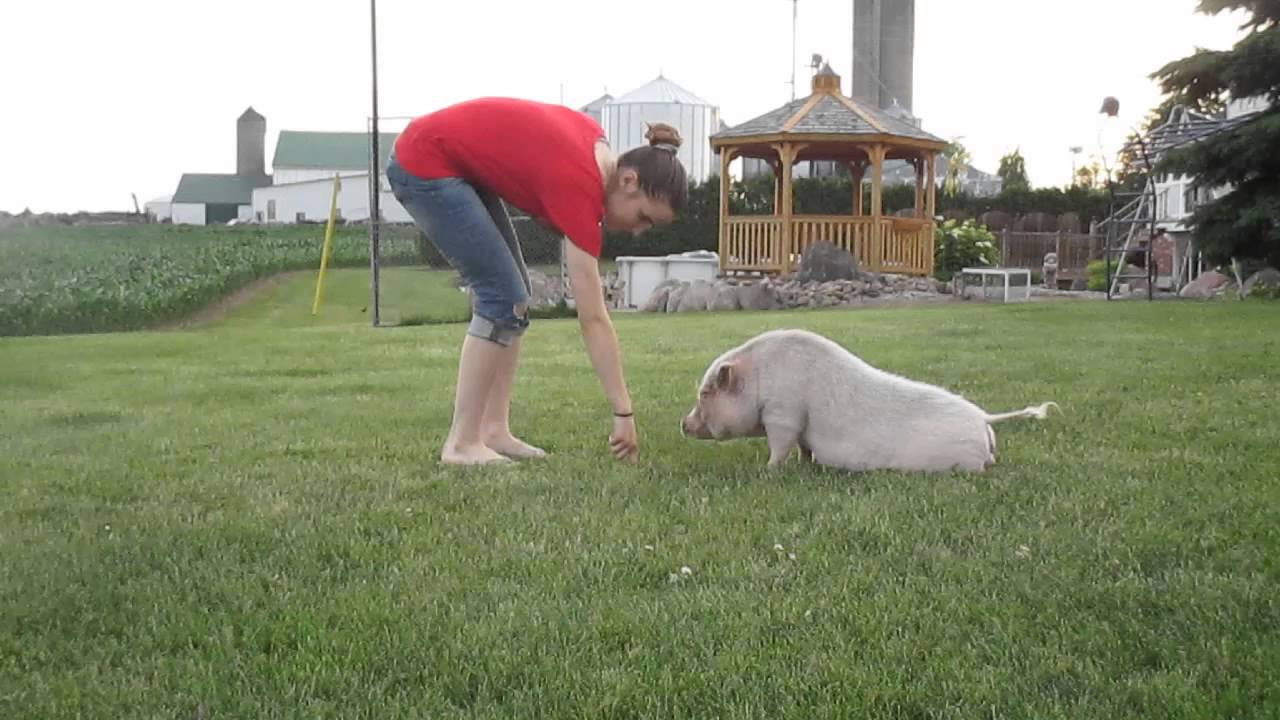 HoneyBooBoo the pig!