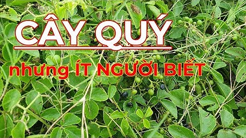 CÂY LÁ GIÁC - CỰC QUÝ nhưng ÍT NGƯỜI BIẾT| Dược liệu Quý Việt Nam