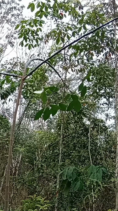 mikat burung jingjing batu #shorts #mikatburung