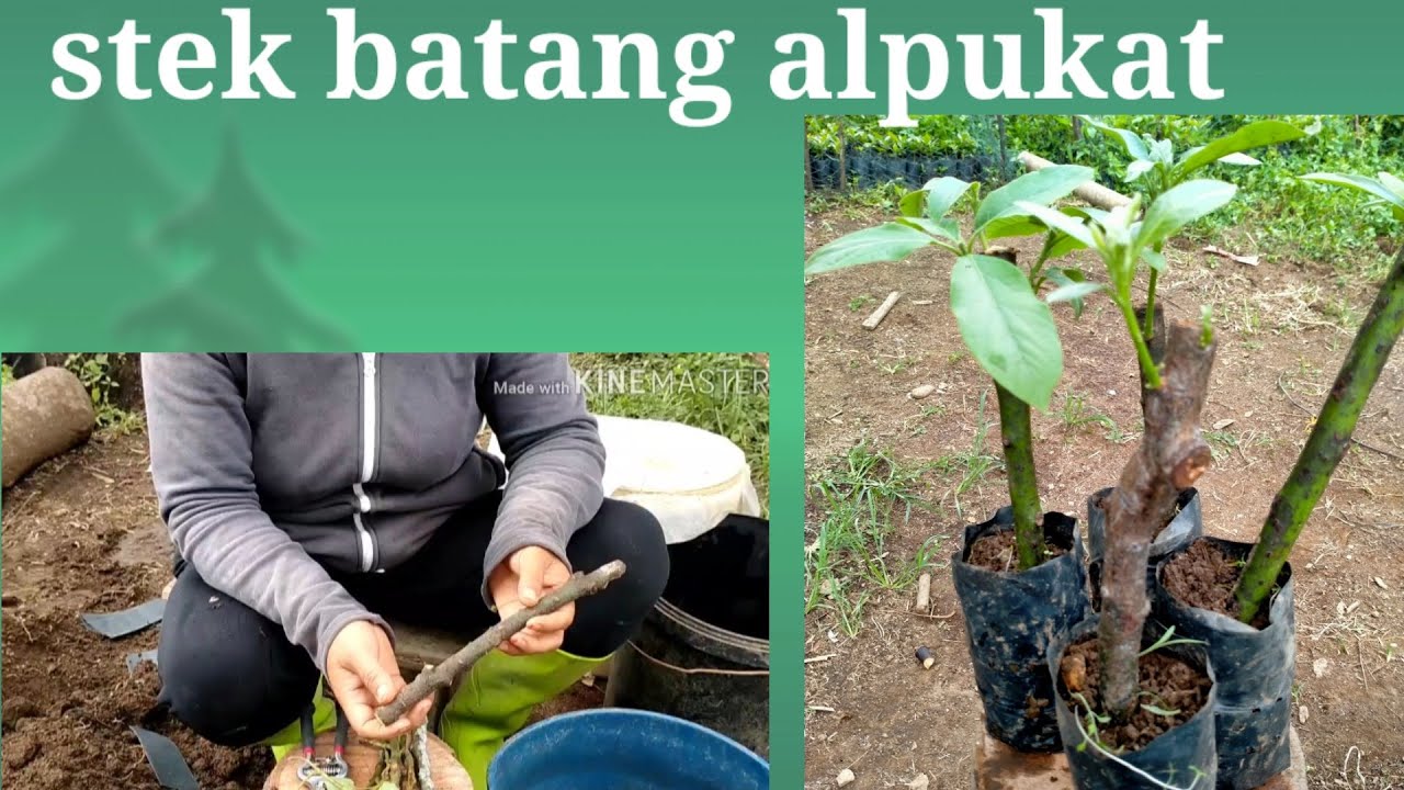 Stek batang alpukat dengan perangsang akar alami