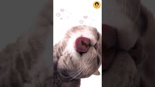 The cat is licking the food stuck to the glass | Cute cats | Pets #catshorts #cat  #catvideos