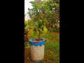 #Short  - How do you think about this pot | DIY