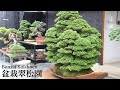 [4K] 盆栽翠松園 2025 Autumn