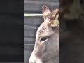 Lama Esel
