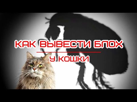 Как вывести блох у кошки  How to remove fleas from a cat  Як вивести бліх у кішки