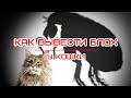 Как вывести блох у кошки  How to remove fleas from a cat  Як вивести бліх у кішки