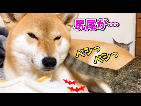 子猫が喜ぶ尻尾遊びを柴犬にしてみた!by リム She tried to entertain Shiba Inu like a kitten
