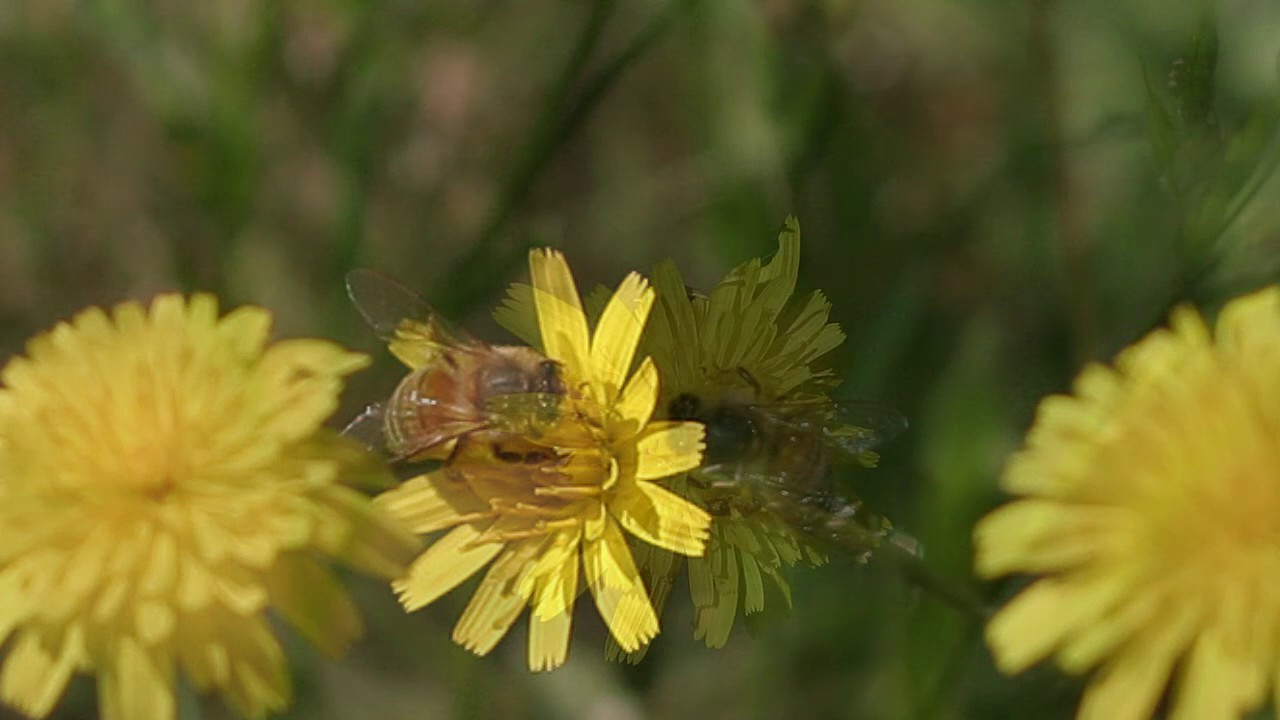 Hawkweed / Hieracium