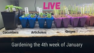 Lets Talk Gardening the 4th week of January @RealFoodComesDirty
