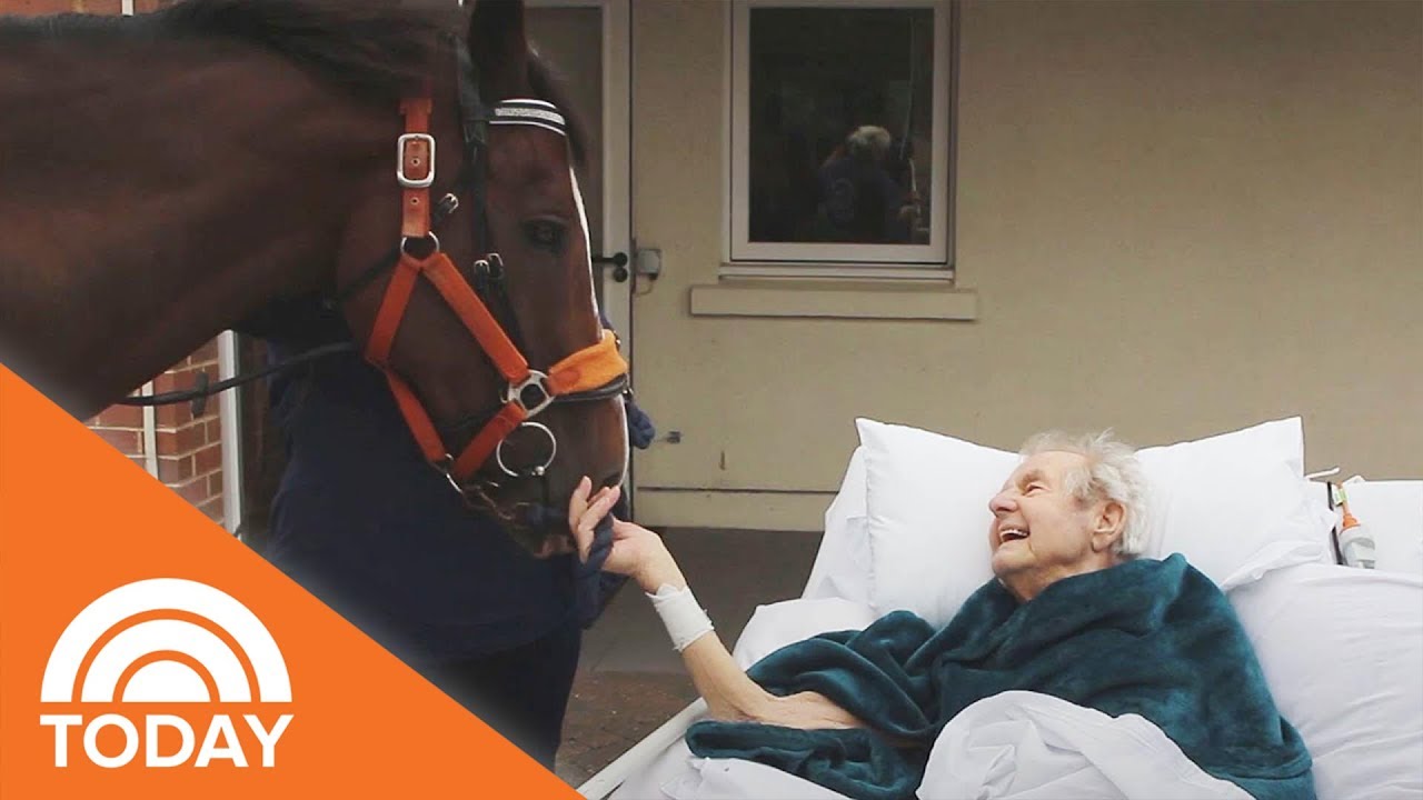 Family Brings Horse To Hospice Center To Surprise Dying Man TODAY