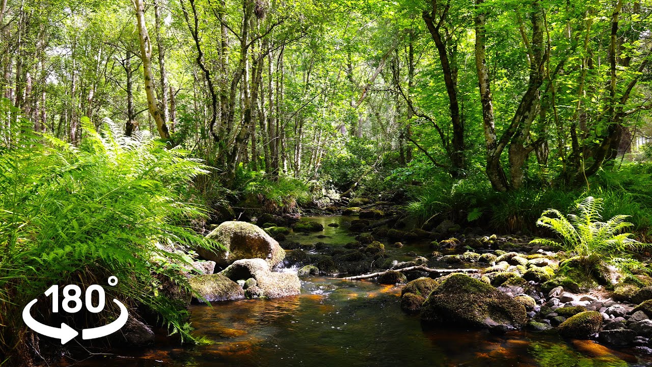 8K 180° 3D VR Scottish Cairngorms Stream | Forest Birdsong & Relaxing Water Flow Sounds in Summer