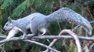 California Gray Squirrel in Yosemite Valley