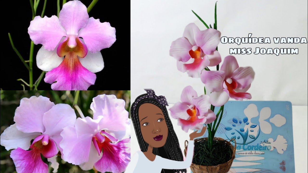 Ela não desfila , mas ela é orquídea vanda miss Joaquim 🤭