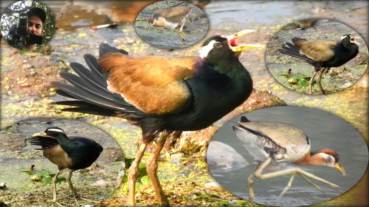 जलपीपी एक खूबसूरत जलीय पक्षी || Bronze-Winged jacana || Metopidius indicus