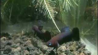 Download Lagu Betta Hendra sp Bereng / Blue Hendra / Betta Hendra blue.