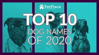 Top Pet Names Petplace