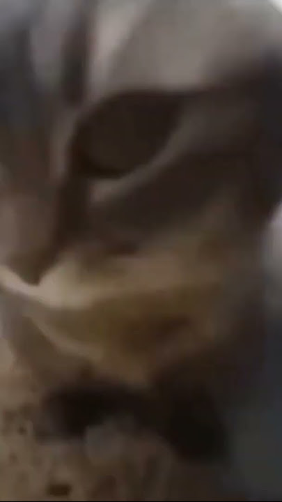 chipi chipi chapa chapa rubi rubi raba raba bum bum bum