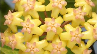 Hoya Noelle and Its Yellow Beauty