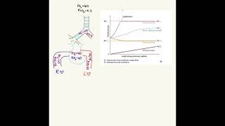 Perfusion Limited And Diffusion Limited Gas Exchange