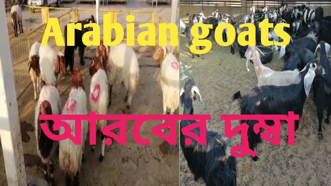 Arabian goats||আরবের দুম্বা ছাগল||waliar Rahman Bd. - YouTube