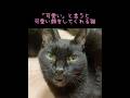 【保護猫】可愛いと言うと可愛い顔をしてくれた猫 #猫 #保護猫