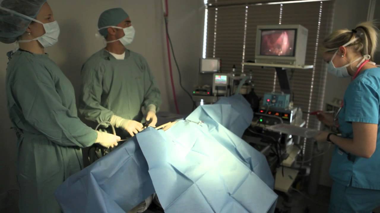 Kew Beach Veterinary Hospital Laparoscopic Spay YouTube