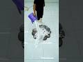 asmr carpetcleaning #satisfying