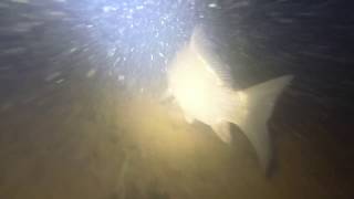 Подводная охота осенью в г. Киев