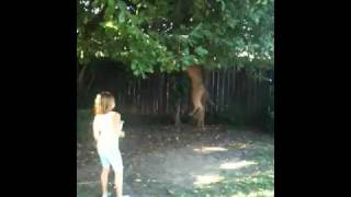 Kona's tree attack...