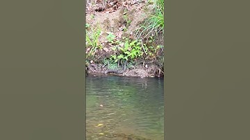 Amazing Scene of a Carpet Python Moving in Water #snakevideo #naturelovers #wildlifeentertainment