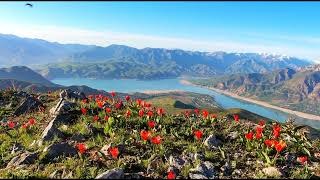 Алишер Навои  Весна без тебя #узбекскаялирика #стихиолюбви
