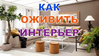 Комнатные деревья в горшках для дома: как оживить скучный интерьер