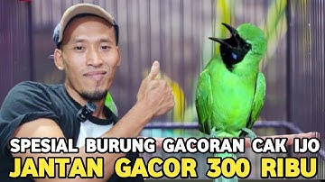 SATU - SATUNYA & JARANG TERJADI ! CUCAK IJO GACOR CUMA 300 RIBU DI PASAR BURUNG PRAMUKA 
