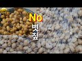 우리나라 최초로 개발 볏짚 없이 청국장 띄우는 법 | 발효음식 청국장 | No볏짚 청국장 띄우는 방법