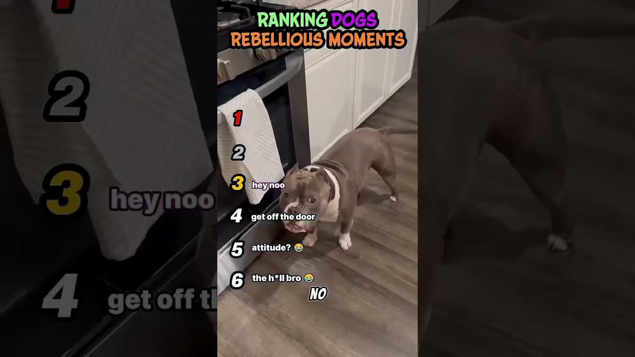 funny dog compilation 