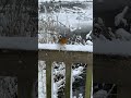 Ein zutrauliches Rotkehlchen. #naturliebe #winter #rotkehlchen #achtsamkeit #schnee