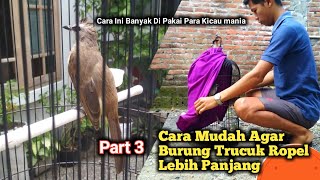 Cara Menambah Durasi Ropel Burung Trucukan Dengan Terapi Jemur Sauna (3/3)