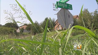 Tall Grass A Growing Danger For Drivers In Fort Worth
